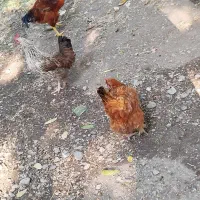 2عدد مرغ تخمگذار