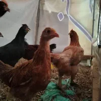 8عدد مرغ و جوجه دم تخم