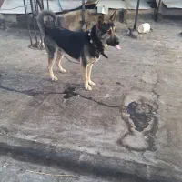 سگ نگهبان