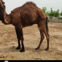 شتر چاق