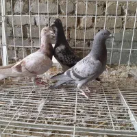 کبوتر پرشی