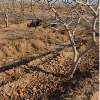 فروش باغ پسته  با ۵ساعت آب ملکی همت اباد زمانی