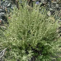 آویشن برگ پهن خوش بو عطربالا