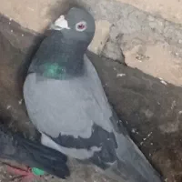 کفتر فروشی