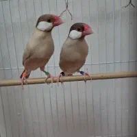 یک جفت نرگسی شکلاتی