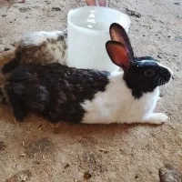 یه جفت خرگوش بالغ