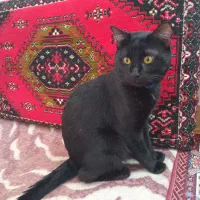 گربه نیمه اهلی گمشده