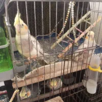عروس هلندی بالغ