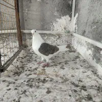 کبوتر فروشی