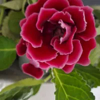 گل طبیعی گلکسیونی