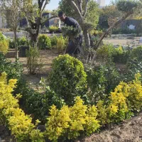 هرس و کوددهی  و باغبانی
