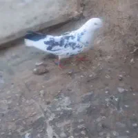 پرشی