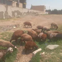 بره|حیوانات مزرعه|هشتگرد, تهران دشت|دیوار