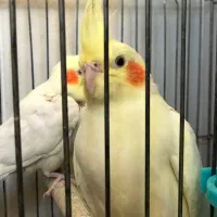 یک جفت عروس هلندی