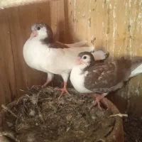 کبوتر ساده افشان
