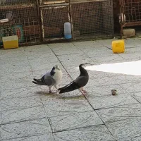 فوروش