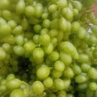 آبغوره فرخی