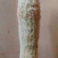 کاکتوس|گل و گیاه طبیعی|قم, صفائیه|دیوار