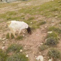 فروش یک نربروجردی نژاد دار