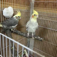 عروس هلندی
