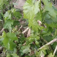 پیش فروش نهال انگور موندراپ و صنوبر نیگرای ترکیه