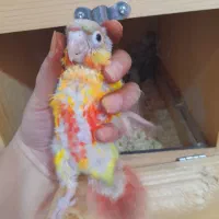جوجه گرینچیک آناناسی رد سرلاکی