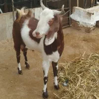 نربز تولیدی