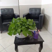 مشاوره و روانشناسی ریشه