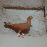 کبوتر رنگه