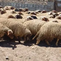 گوسفند لری