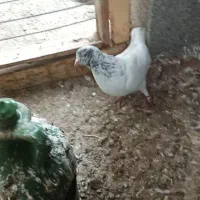 کبوتر|پرنده|رشت, لاکان|دیوار