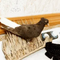 کدوم سفید شکلاتی
