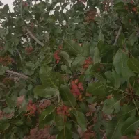 باغ-پسته