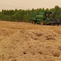 کاه گندم