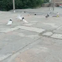 کبوتر معاوضه