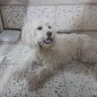 پاکوتاه