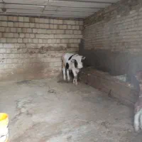 دورس گوساله یکی نر سفید ویک رس ماده قرمز سمینتال