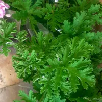 گل شمعدانی / اژدر / عطر چای|گل و گیاه طبیعی|تهران, جهاد|دیوار