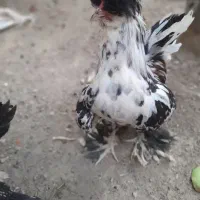 خروس
