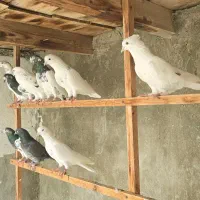 کبوتر|پرنده|قشم, |دیوار
