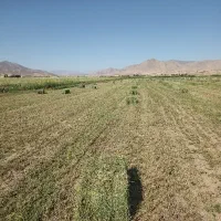 یونجه بسته پرس شده