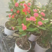 فروش گل مرجان هلندی.دیفن پتوس گلدان