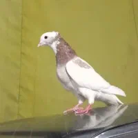 کفتر طوقی هفرنگ کاکل میخ سفید فری نر