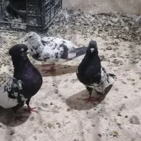 کبوتر