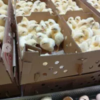 جوجه گوشتی راس کد ۳۰۸