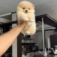 پامرانین نسکافه ای