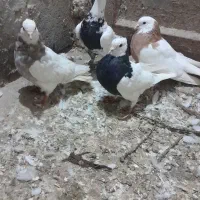 طوقی|پرنده|ملکان, |دیوار
