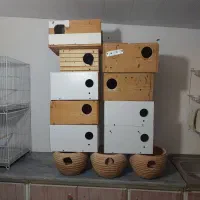 لونه پرنده طوطی عروس