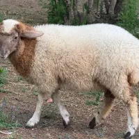 بره گوسفند ماده دوقلو زا قیمت توافقی
