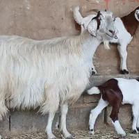 ۳راس کولار بز ترکی ۲ کهره ای ۶ راس کهره پاشون